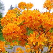 Рододендрон листопадный 'Голден Лайтс' / Rhododendron  'Golden Lights'
