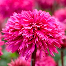 Эхинацея 'Блэкберри Траффл' / Echinacea 'Blackberry Truffle'