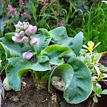 Хоста 'Черч Маус' / Hosta hybride 'Church Mouse'
