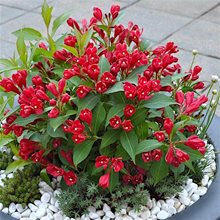 Вейгела 'Ол Саммер Рэд' / Weigela 'All Summer Red'