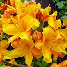 Рододендрон листопадный 'Голден Игл' / Rhododendron luteum 'Golden Eagle'