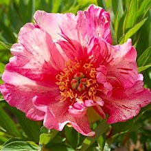 Пион Ито-гибрид 'Андерсонс Калейдоскоп' / Paeonia Itoh 'Anderson's Kaleidoscope'