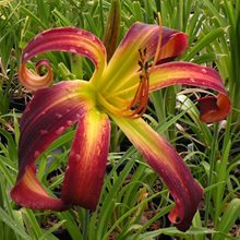 Лилейник 'Дэнсинг он Эйр' /  Hemerocallis 'Dancing on Air'