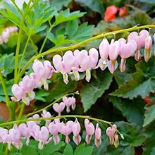 Дицентра превосходная 'Купид' / Dicentra spectabilis 'Cupid'
