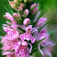 Пальчатокоренник Фукса   /      Dactylorhiza fuchsii