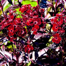 Гвоздика турецкая 'Монксилвер Блэк' / Dianthus barbatus 'Monksilver Black'