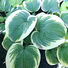 Хоста 'Биг Бьюти' / Hosta 'Big Beauty'