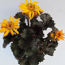 Бузульник зубчатый 'Пандора' / Ligularia dentata 'Pandora'