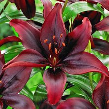 Лилия 'Мапира' / Lilium 'Mapira'