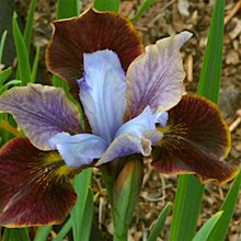 Ирис сибирский 'Блэк Джокер' / Iris sibirica 'Black Joker Peacock Butterfly® Serie'