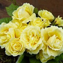 Примула 'Барнхэвен Бонер' / Primula ��������� ���������� ���'Barnhaven���������� Bonheur'
