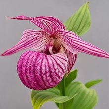 Башмачок 'Энн Элизабет' / Cypripedium 'Ann Elizabeth'