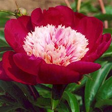 Пион 'Уайт Кэп'    /          Paeonia lactiflora 'White Cap'