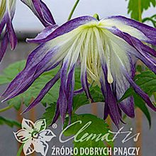 Клематис альпийский 'Блу Сюрпрайз' / Clematis alpina 'Blue Surprise'