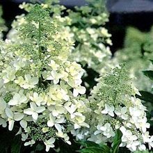 Гортензия метельчатая 'Долли' / Hydrangea paniculata 'Dolly'