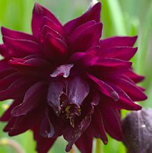 Аквилегия 'Бордо Барлоу' / Aquilegia 'Bordeaux Barlow'