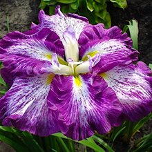 Ирис мечевидный 'Арлекинеск' / Iris ensata 'Harlequinesque'