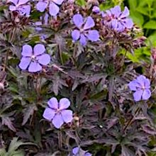 Герань луговая 'Миднайт Рейтер' / Geranium pratense 'Midnight Reiter'