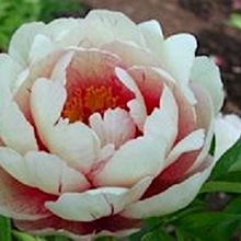 Пион Ито-гибрид 'Ройял Блаш' / Paeonia Itoh 'Royal Blush'