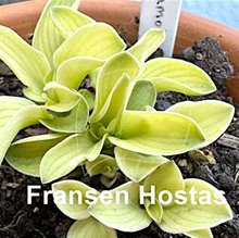 Хоста 'Маус  Метаморфозис' / Hosta 'Mouse Metamorphosis'