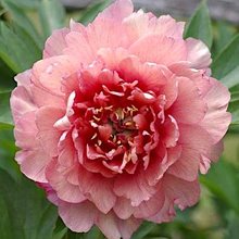 Пион Ито-гибрид 'Берри Берри Файн' / Paeonia Itoh 'Berry Berry Fine'