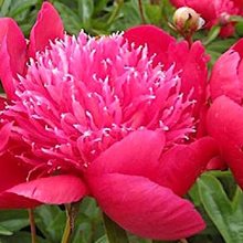 Пион 'Ада Нива' / Paeonia lactiflora 'Ada Niva'