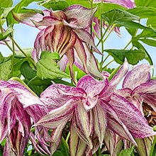 Клематис 'Пинк Сюрпрайз' / Clematis alpina 'Pink Surprise'