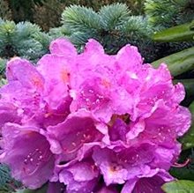 Рододендрон кэтэвбинский 'Грандифлорум' / Rhododendron catawbiense `'Grandiflorum'