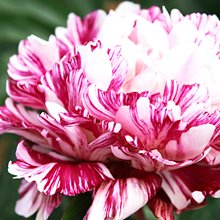 Пион 'Кэнди Страйп' /       Paeonia hybrida 'Candy Stripe'