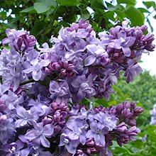 Сирень обыкновенная 'Небо Москвы' / Syringa vulgaris 'Nebo Moscvi'