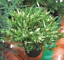 Можжевельник  горизонтальный 'Андорра Вариегата' / Juniperus horizontalis 'Andorra Variegata'