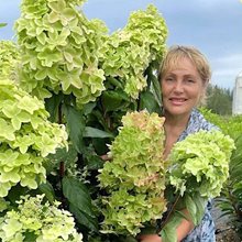 Гортензия метельчатая 'Металлика' / Hydrangea paniculata 'Metallica'