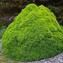 Ель 'Альберта Глоб' / Pícea glauca 'Alberta Globe'