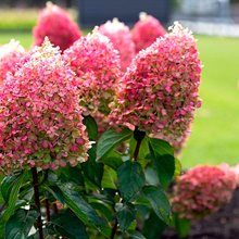 Гортензия метельчатая 'Пинки Промис' / Hydrangea paniculata 'Pinky Promise'