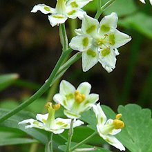 Антиклея / Зигаденус