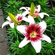 Лилия 'Трайбл  Кисс' / Lilium 'Tribal Kiss'