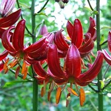 Лилия мартагон 'Клод Шрайд' / Lilium martagon 'Claude Shride'