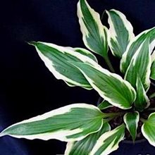 Хоста 'Прауд Дрэгон' / Hosta hybride 'Proud Dragon'