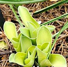 Хоста 'Мэджикал Маус Ирз' / Hosta 'Magical Mouse Ears'