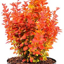 Барбарис 'Оранж Айс' / Berberis 'Orange Ice'