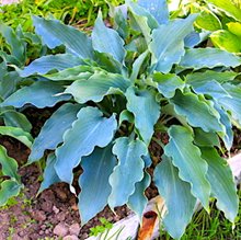 Хоста 'Блу Каскад' / Hosta hybride 'Blue Cascade'