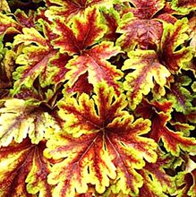 Гейхерелла ‘Голден Зебра’  / Heucherella ‘Golden Zebra’