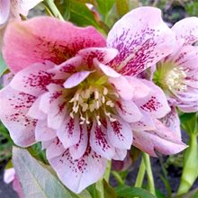 Морозник восточный 'Дабл Эллен Пинк Споттед' / Helleborus orientalis 'Double Ellen Pink Spotted'