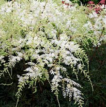 Астильба  простолистная  'Уайт Сенсэйшн' / Astilbe simplicifolia 'White Sensation'