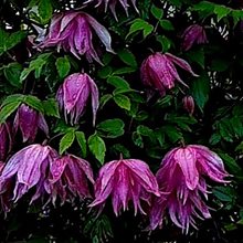 Клематис 'Перпл Дрим' / Clematis alpina 'Purple Dream'