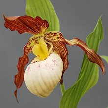 Башмачок 'Габриэла' / Cypripedium 'Gabriela'