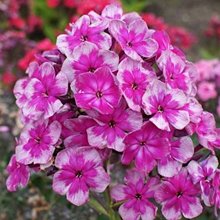 Флокс метельчатый 'Конек-Горбунок' / Phlox paniculata 'Konyok-Gorbunok'