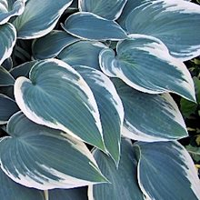 Хоста 'Эль Нино' / Hosta hybride 'El Nino'