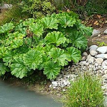 Дармера щитовидная / Darmera peltata