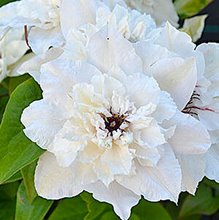 Клематис 'Фест Лайт' / Clematis 'First Light'